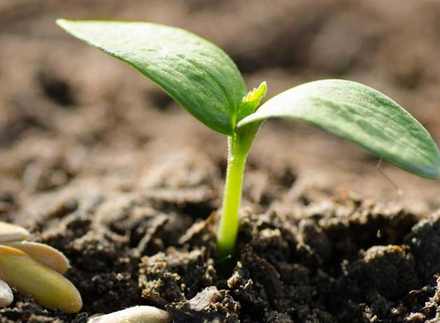 利用臭氧给种子消毒